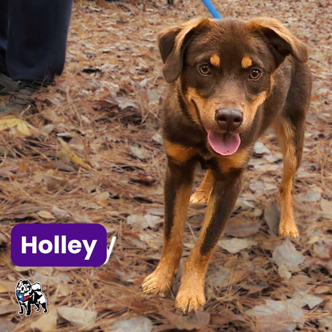 Holley, a Adoptable mixed breed in Houston, TX image 2/6