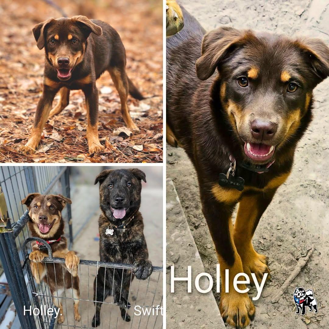 Holley, a Adoptable mixed breed in Houston, TX image 3/6