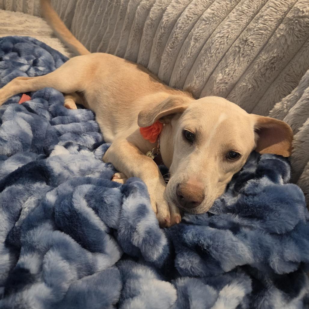 MARCY - Beagle / Labrador Retriever available for adoption
