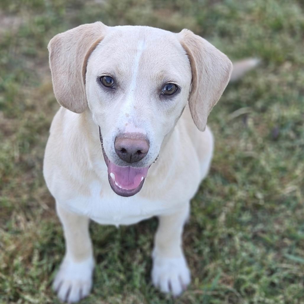 MARCY - Beagle / Labrador Retriever available for adoption