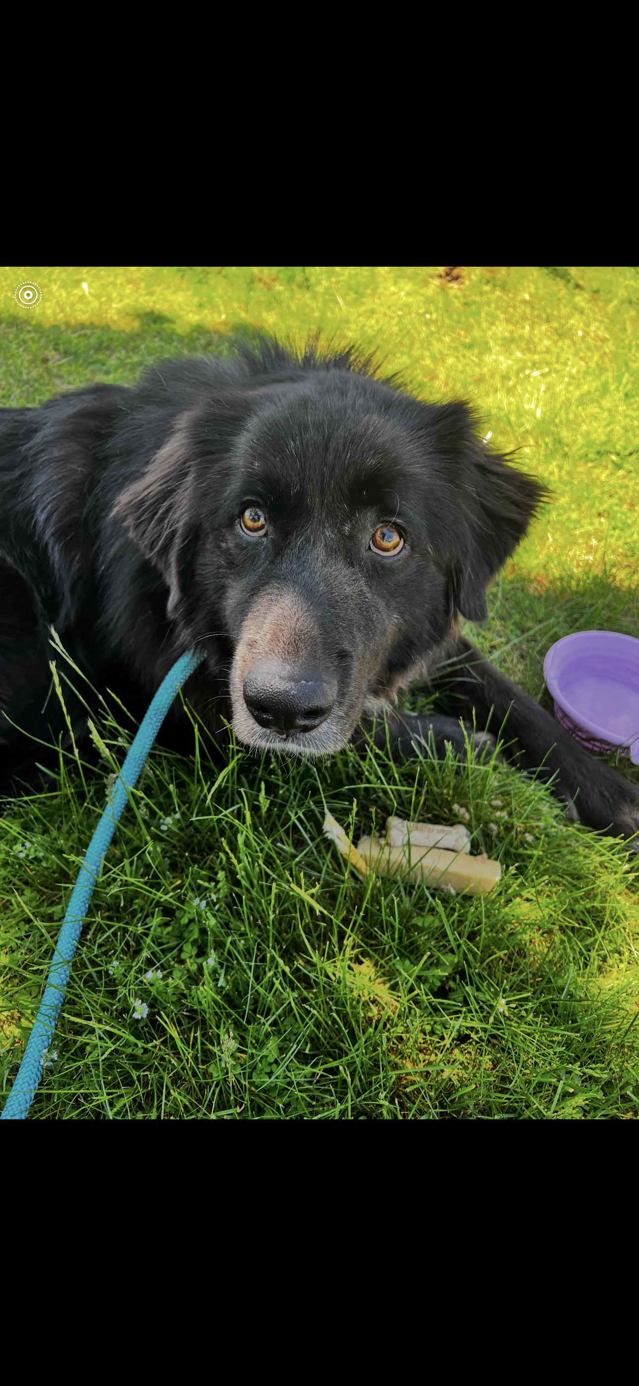Enlarge Molly, a Adoptable mixed breed in Saratoga Springs, NY image 2/5