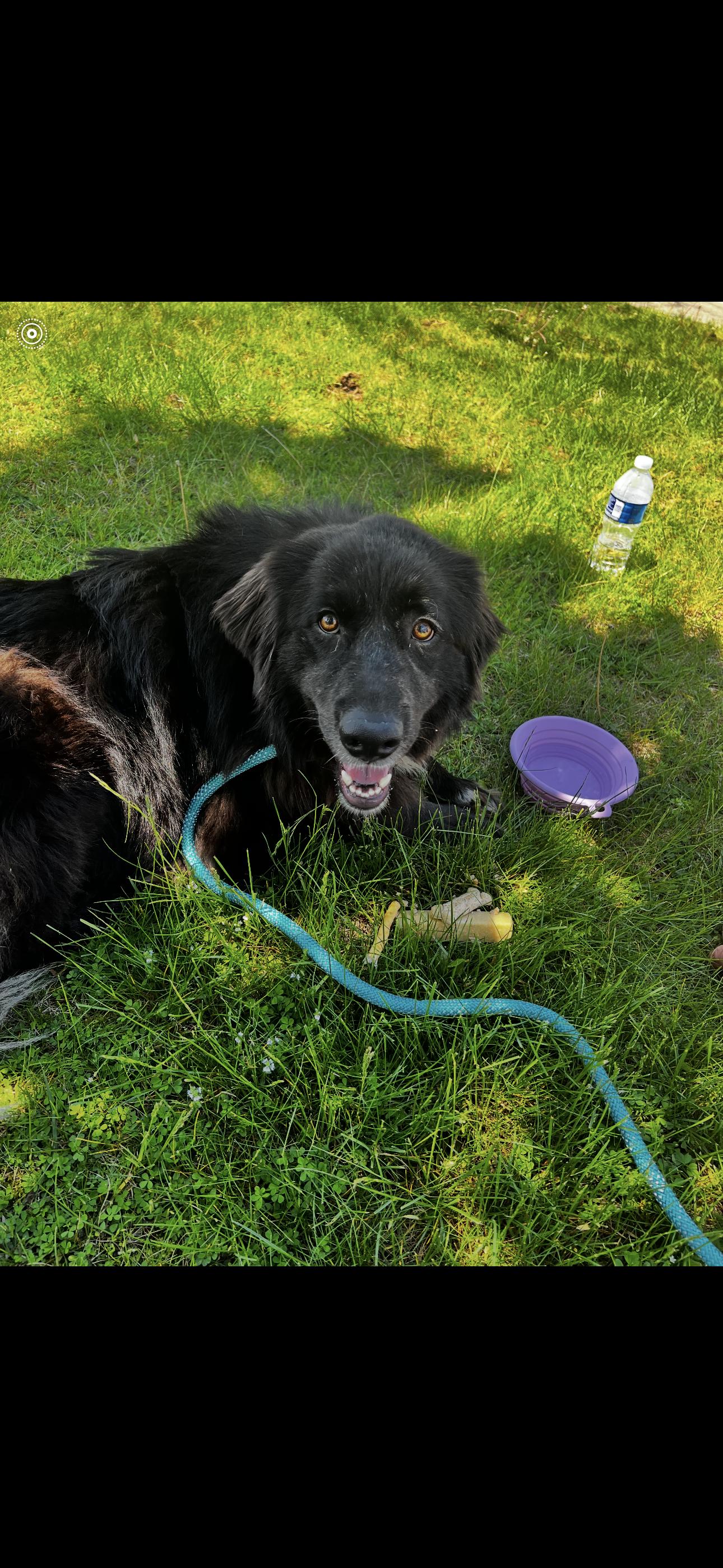 Molly, Adoptable, Adult Female Newfoundland Dog.