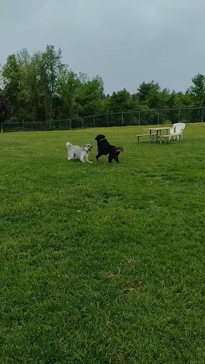 Enlarge Molly, a Adoptable mixed breed in Saratoga Springs, NY video 5/5