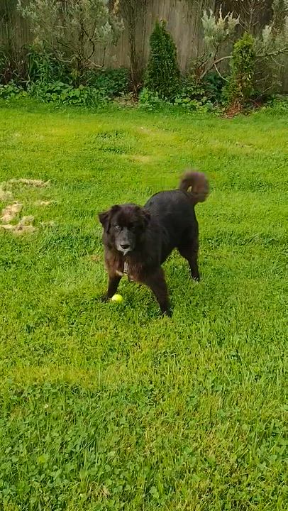 Enlarge Molly, a Adoptable mixed breed in Saratoga Springs, NY video 4/5