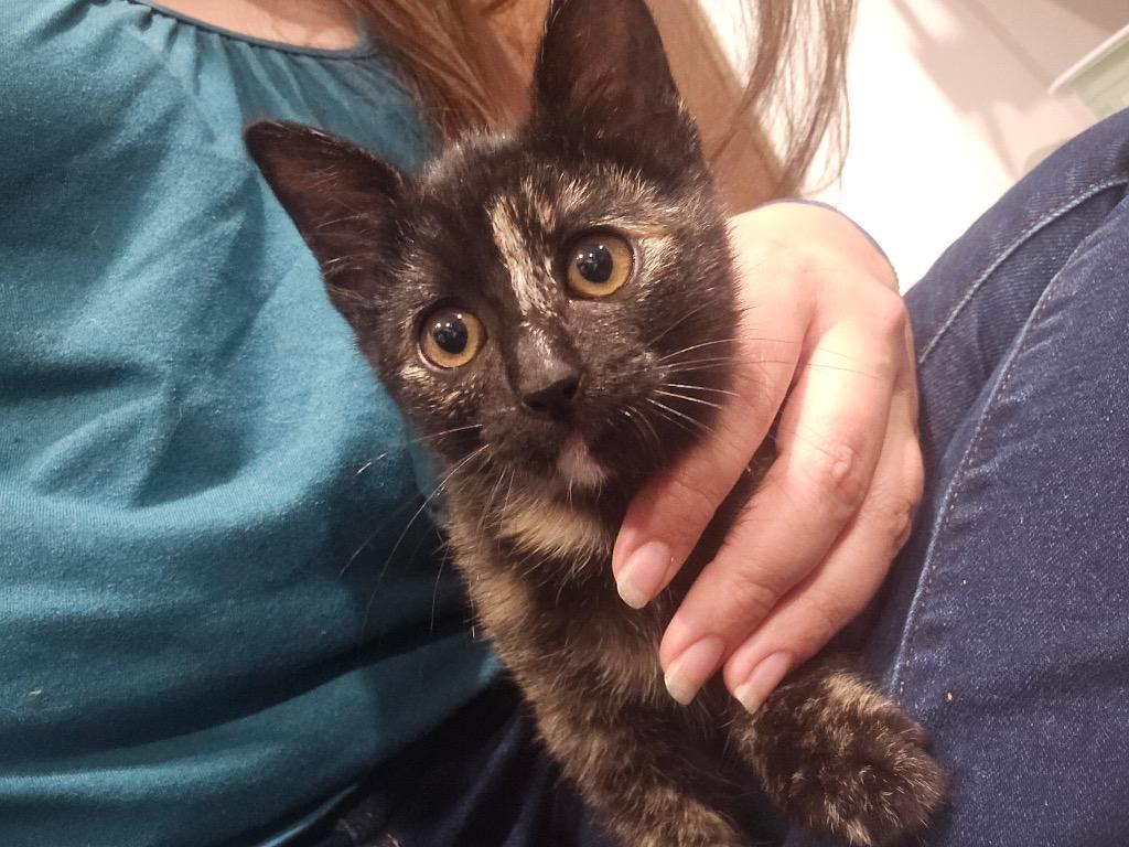 Squeaky, Adoptable, Kitten Female Domestic Short Hair.