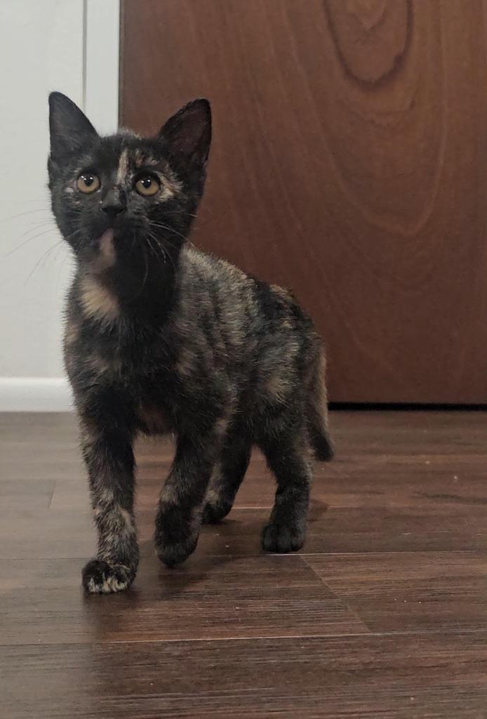 Enlarge Squeaky, a Adoptable mixed breed in Grants Pass, OR image 2/4