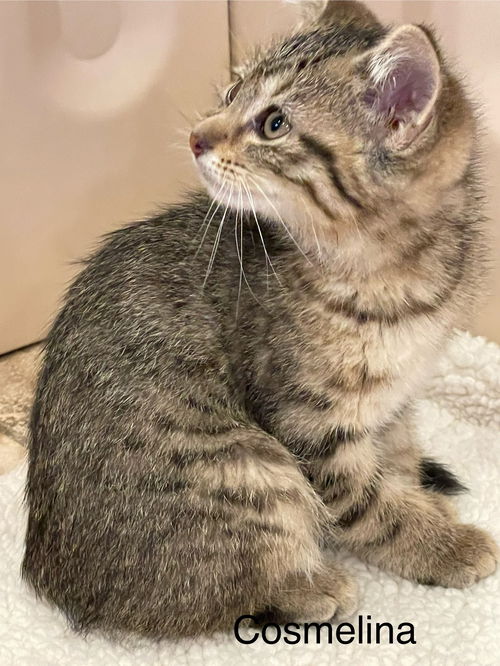 Enlarge Cosmelina, a Adoptable Tabby in Crown Point, IN image 3/4