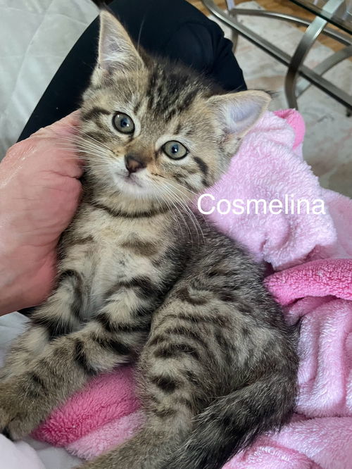 Enlarge Cosmelina, a Adoptable Tabby in Crown Point, IN image 4/4