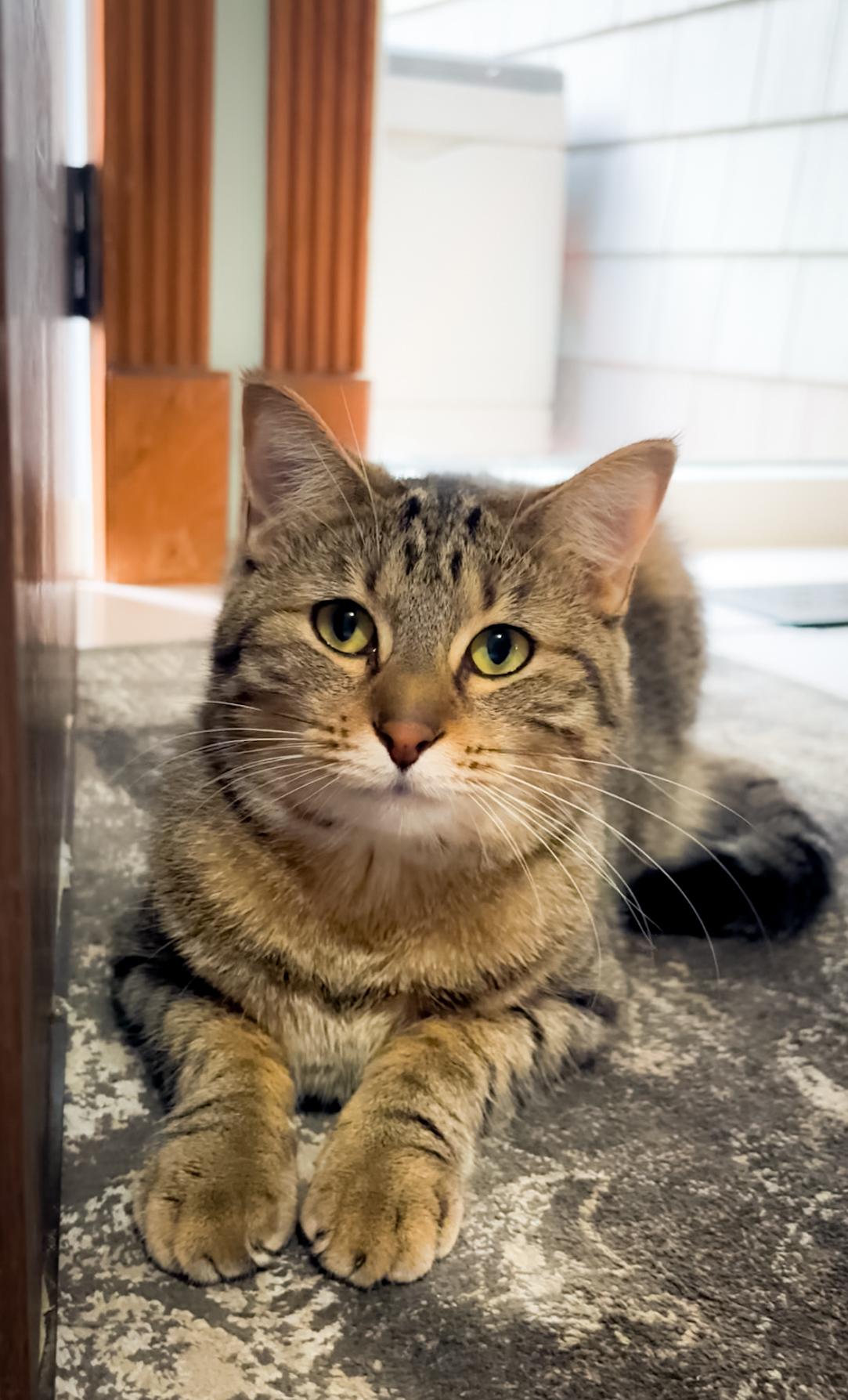 Cosmelina, Young Female Tabby
