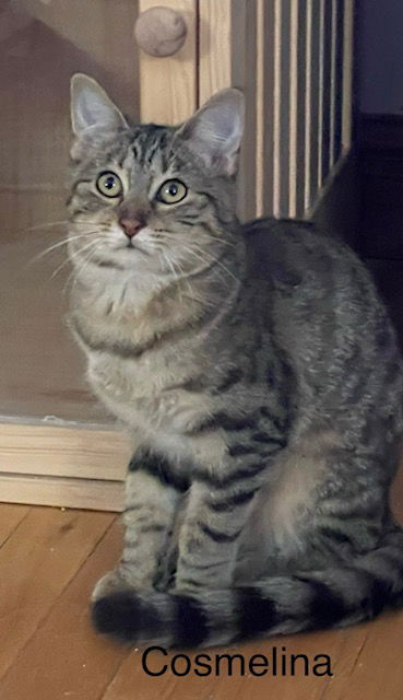 Enlarge Cosmelina, a Adoptable Tabby in Crown Point, IN image 2/4