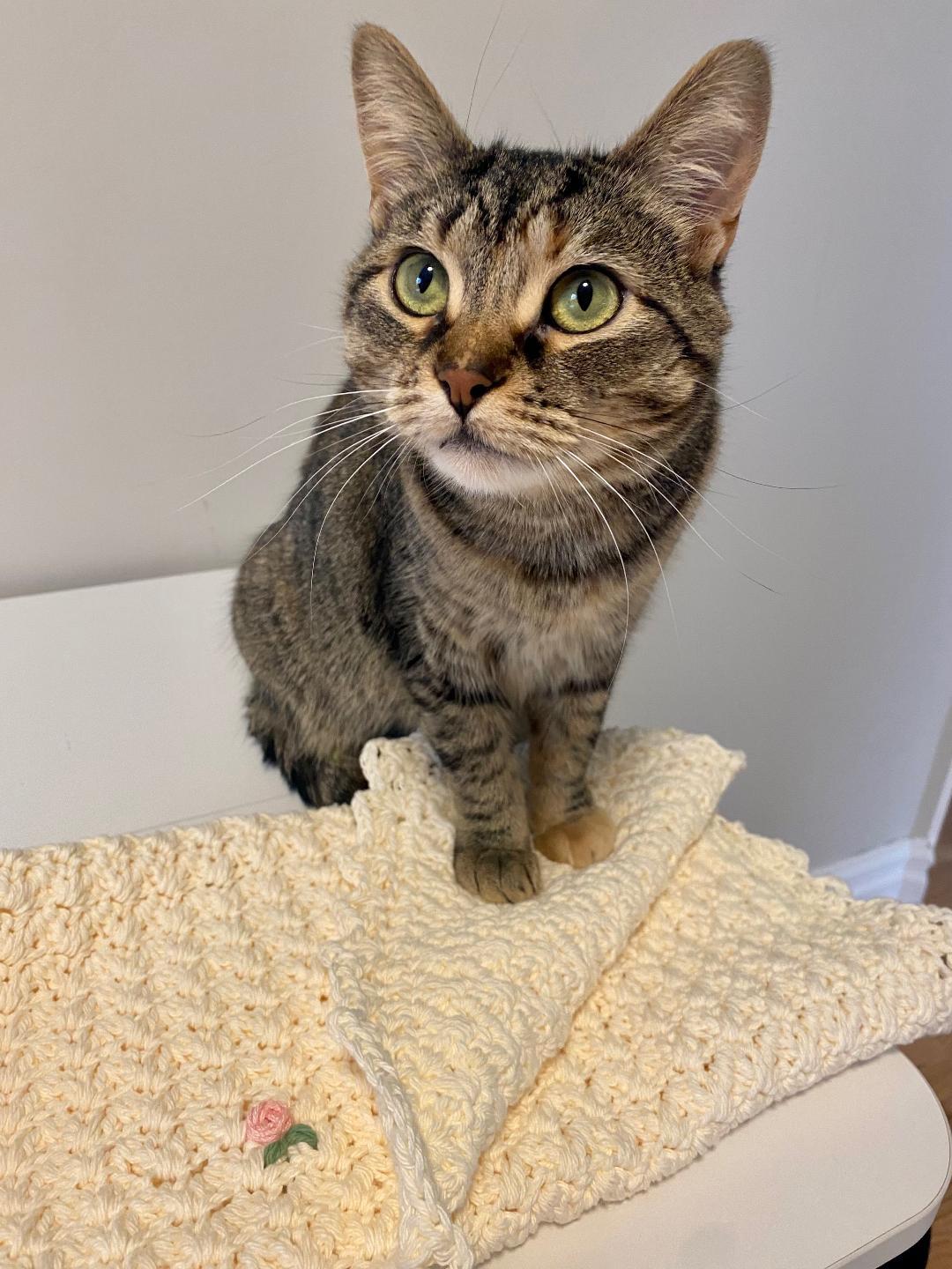 Enlarge Marla, a ADOPTABLE Tabby in Hamilton, ON image 4/4