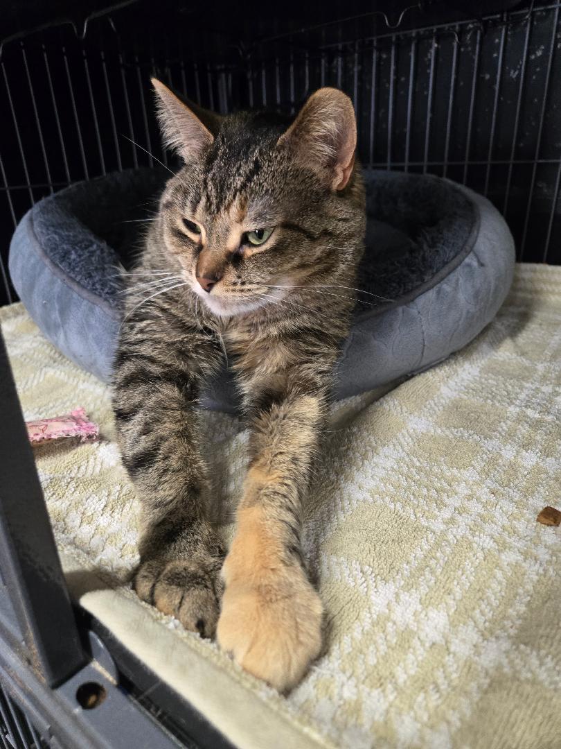 Enlarge Marla, a ADOPTABLE Tabby in Hamilton, ON image 2/4