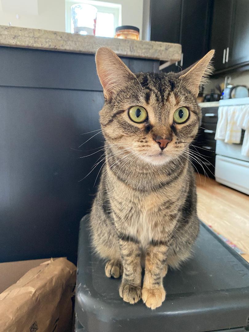 Enlarge Marla, a ADOPTABLE Tabby in Hamilton, ON image 3/4