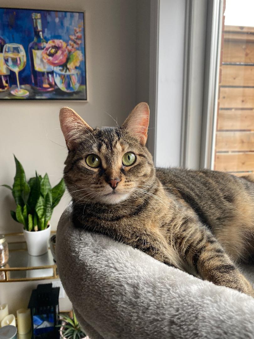 Enlarge Marla, a ADOPTABLE Tabby in Hamilton, ON image 1/4