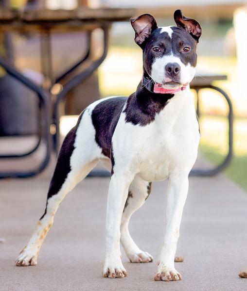 Hattie, Adoptable, Young Female Terrier.