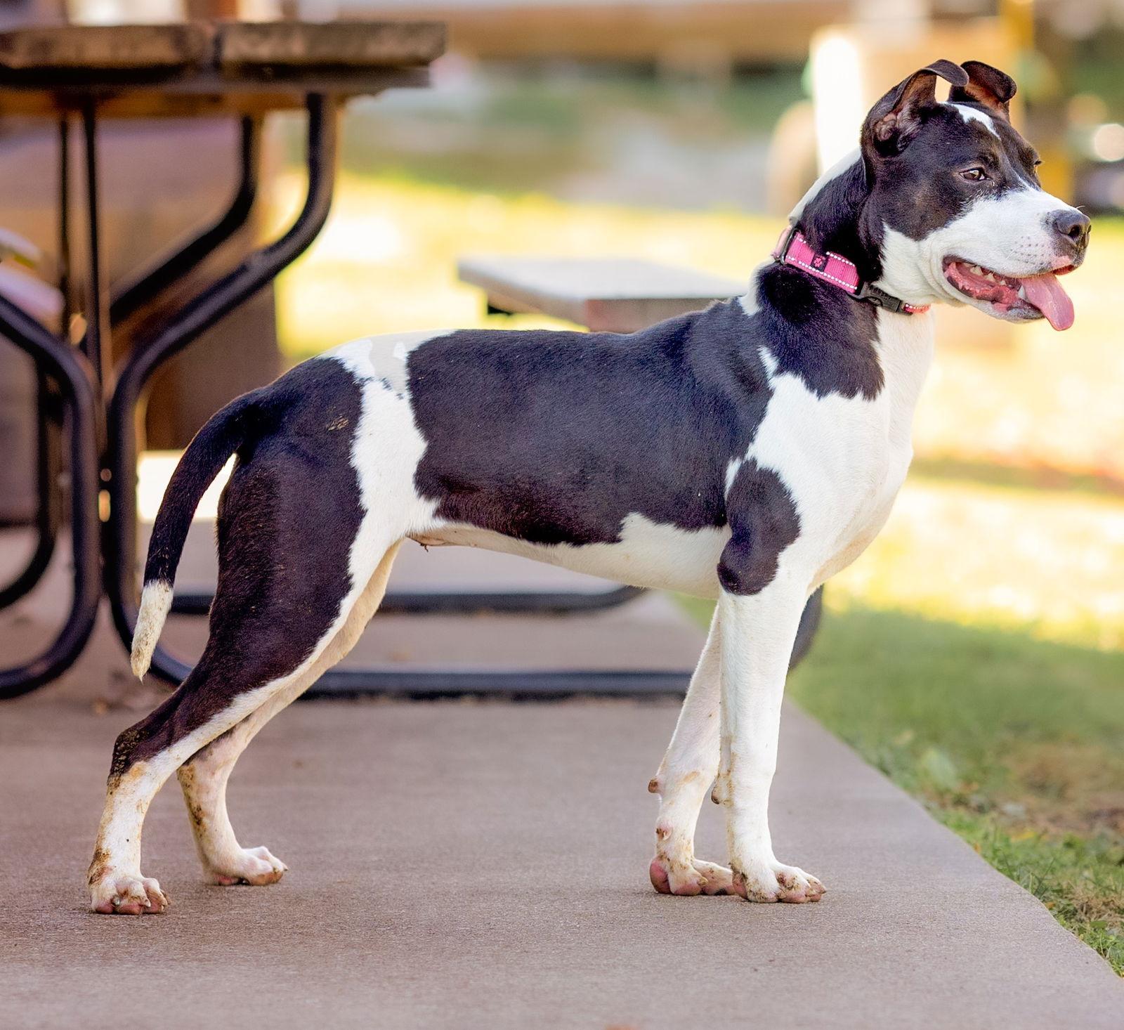 Hattie, a Adoptable Terrier in Knoxville, IA image 2/2