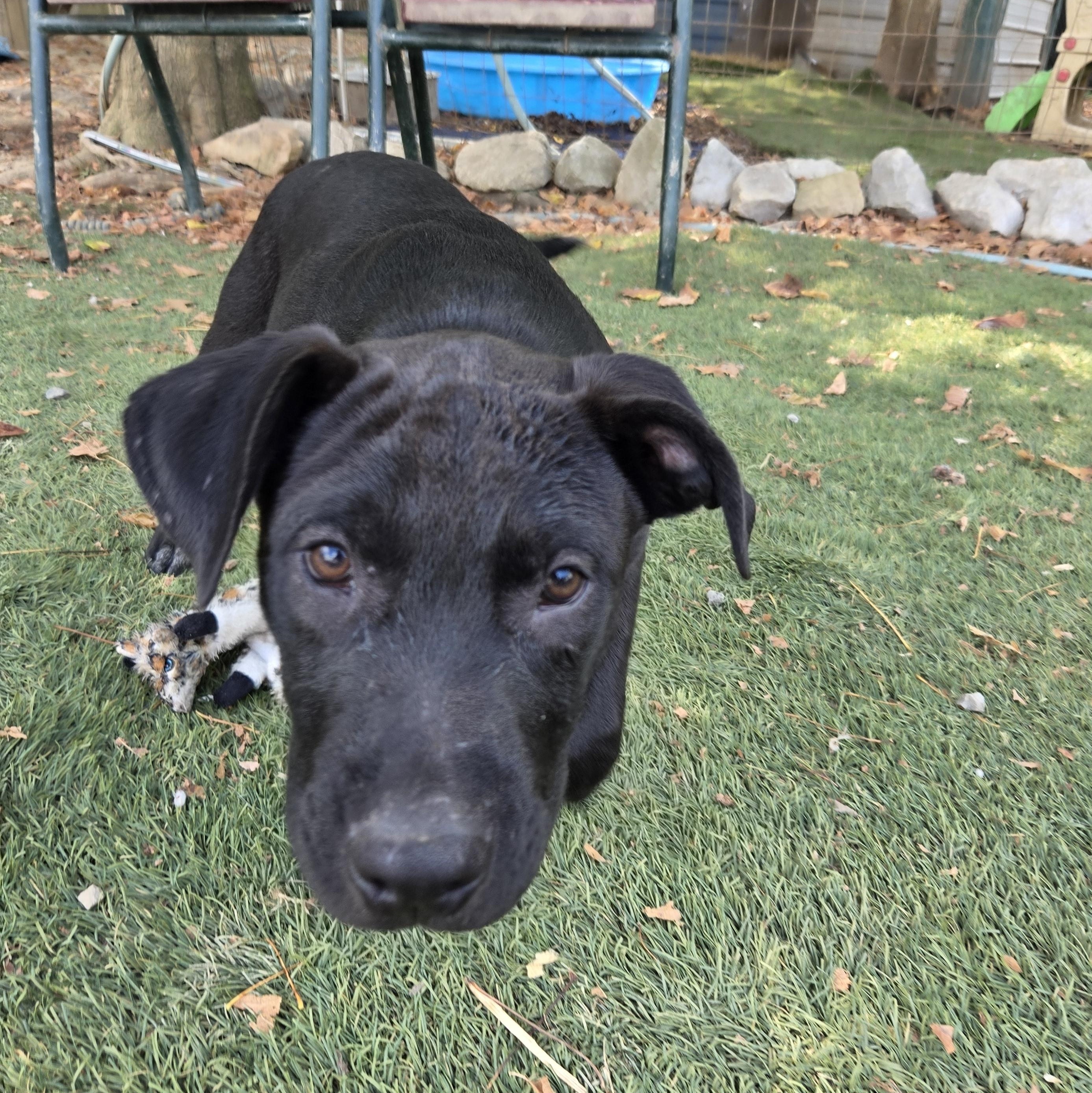 Enlarge Seal Success, a Adoptable mixed breed in Woburn, MA image 5/5