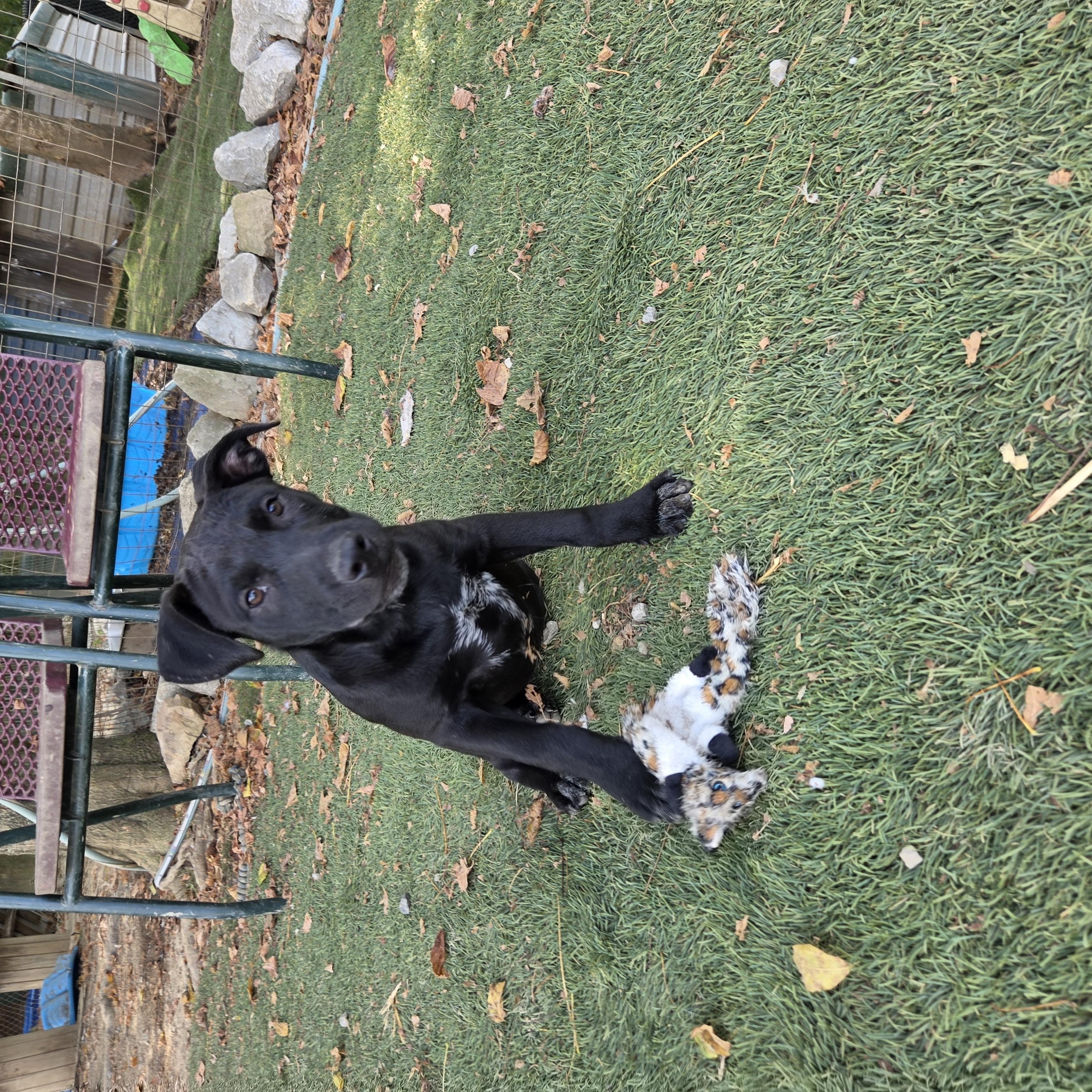 Enlarge Seal Success, a Adoptable mixed breed in Woburn, MA image 2/5