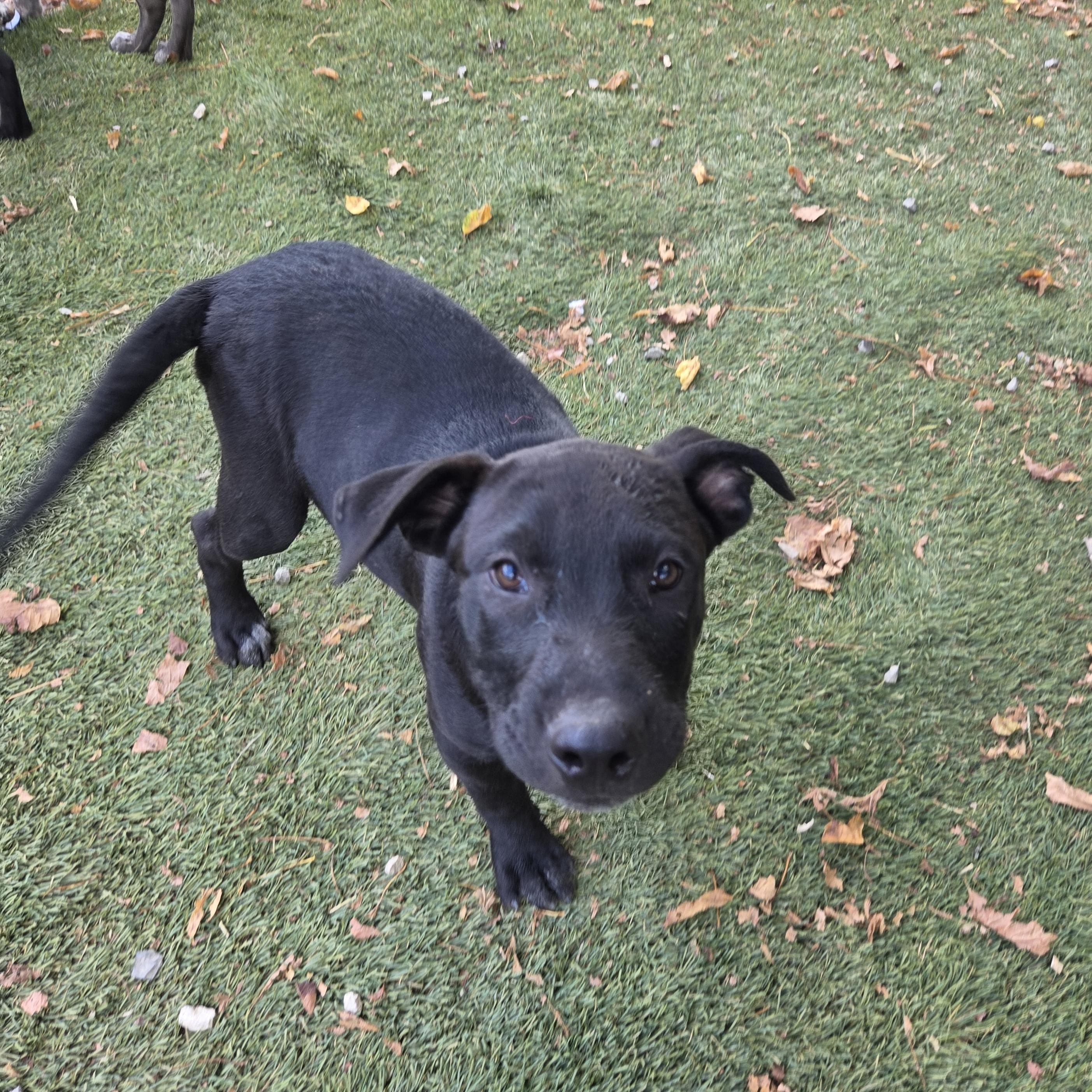 Enlarge Seal Success, a Adoptable mixed breed in Woburn, MA image 4/5