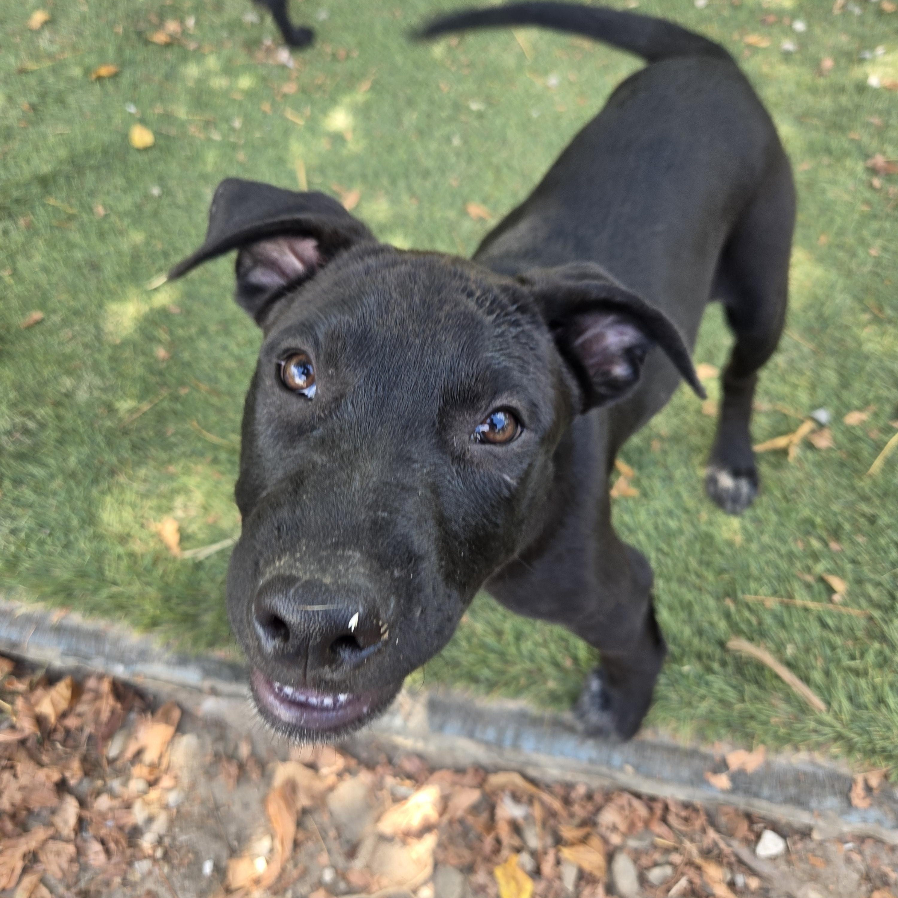 Enlarge Seal Success, a Adoptable mixed breed in Woburn, MA image 1/5