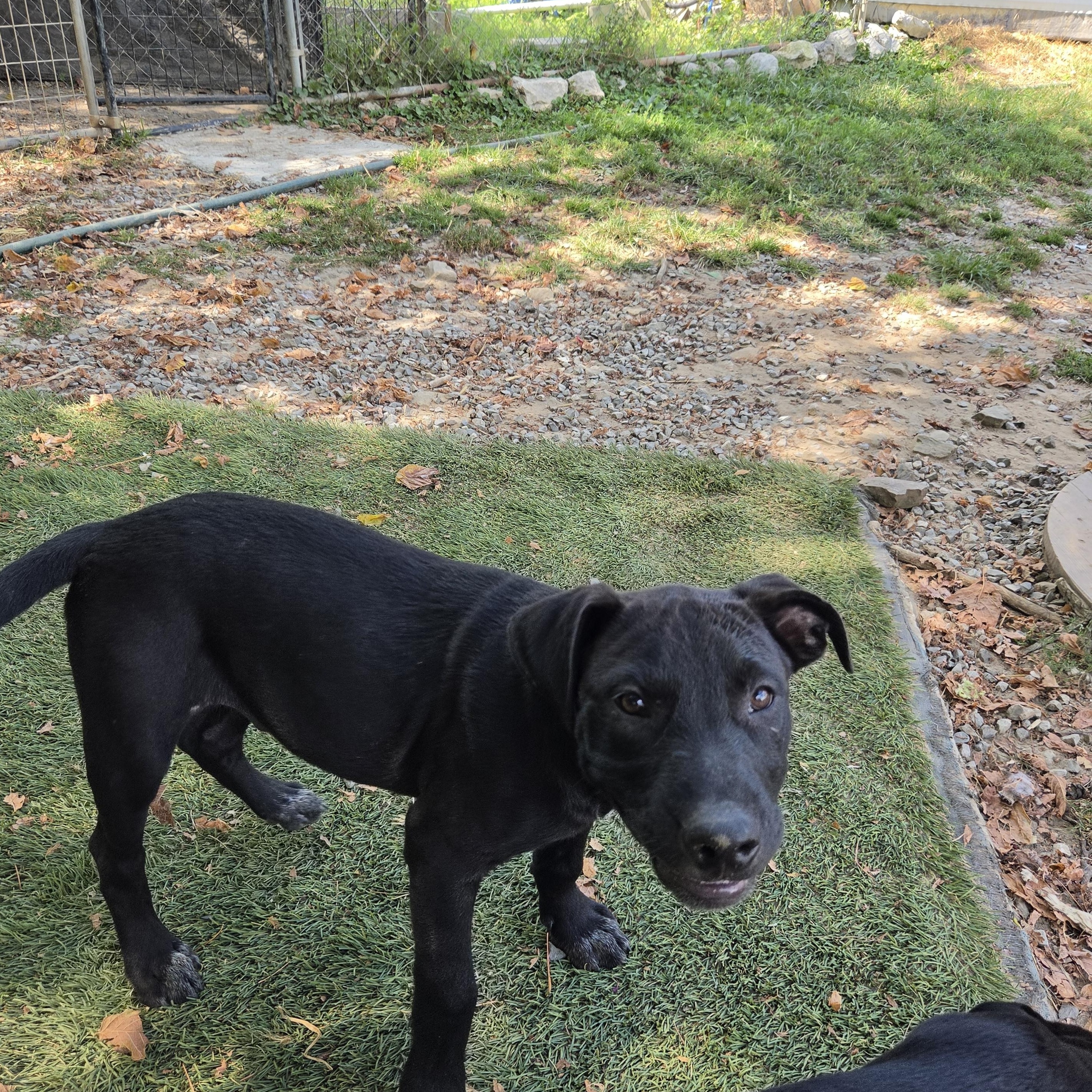 Enlarge Seal Success, a Adoptable mixed breed in Woburn, MA image 3/5