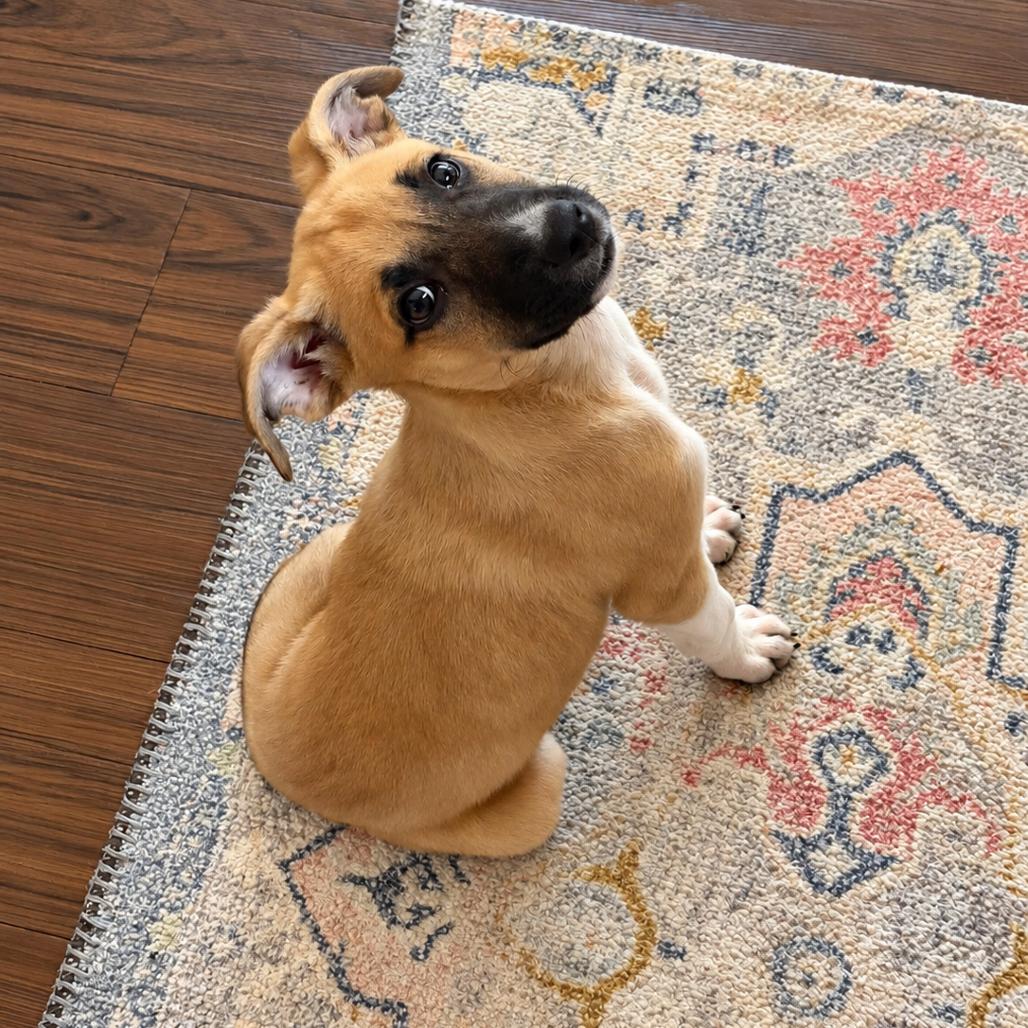 Gizmo, Adoptable, Puppy Male Shepherd & Mixed Breed.