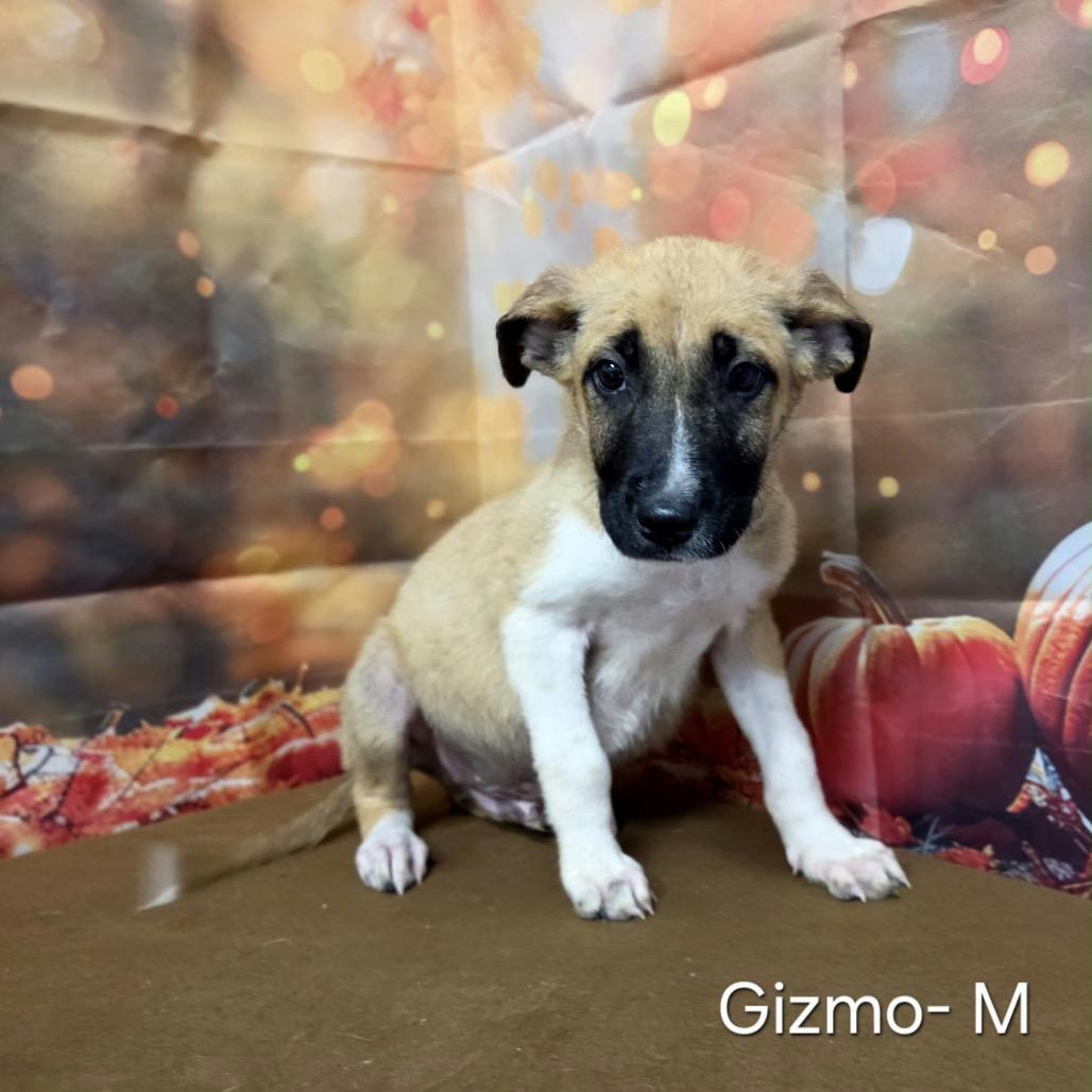 Enlarge Gizmo, a Adoptable mixed breed in Griswold, CT image 2/4