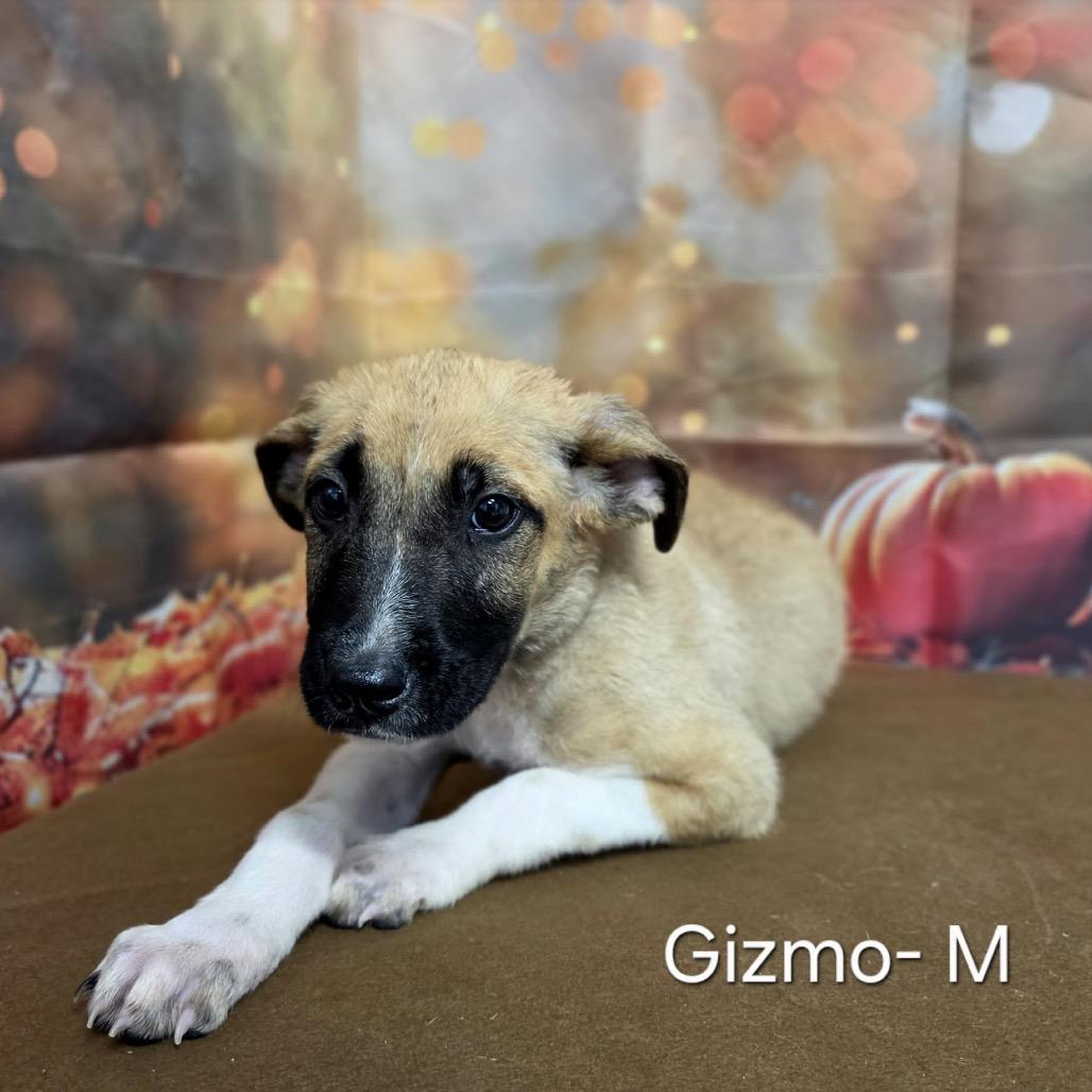Enlarge Gizmo, a Adoptable mixed breed in Griswold, CT image 3/4