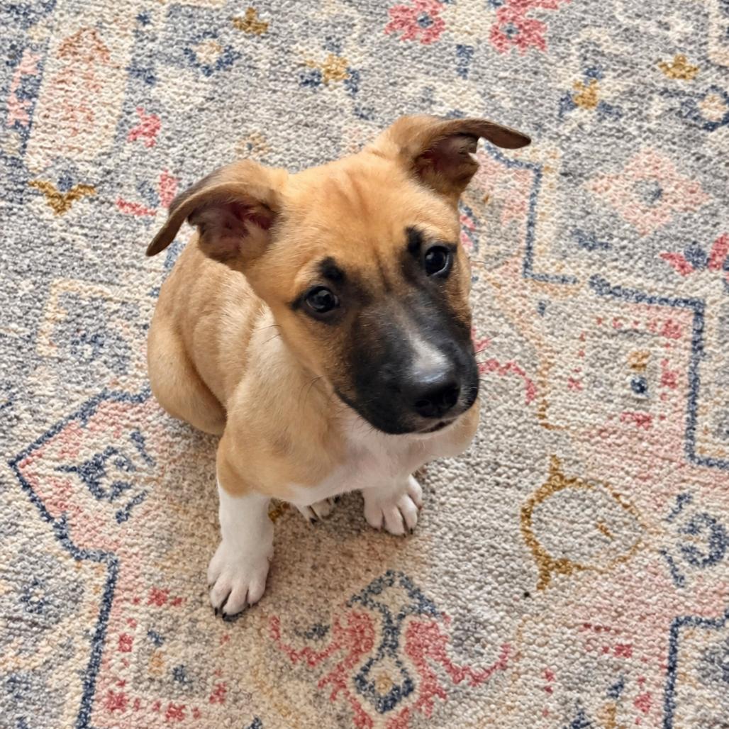 Enlarge Gizmo, a Adoptable mixed breed in Griswold, CT image 4/4