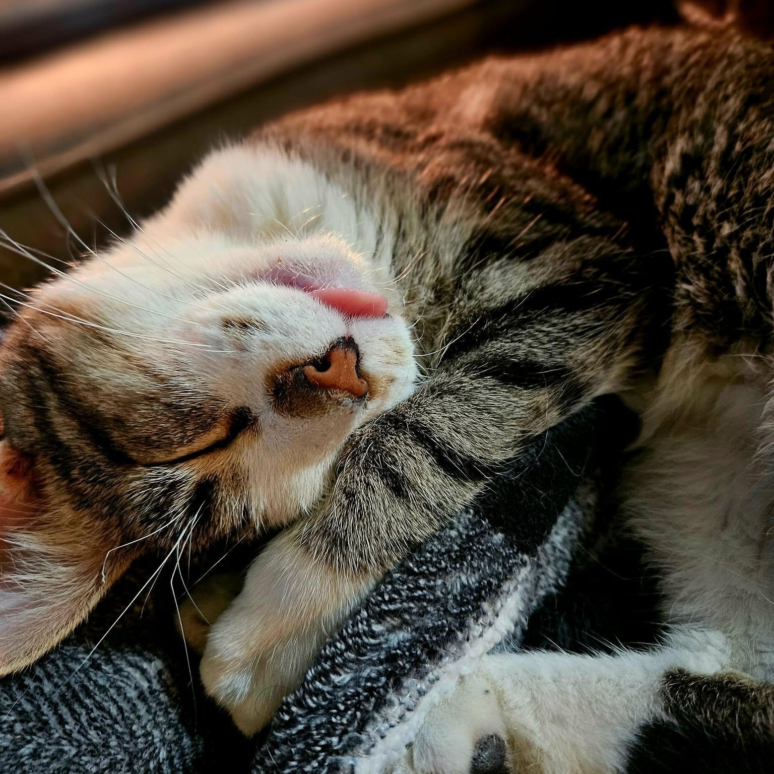 Patrick, a ADOPTABLE Domestic Short Hair in Sedalia, MO image 5/6