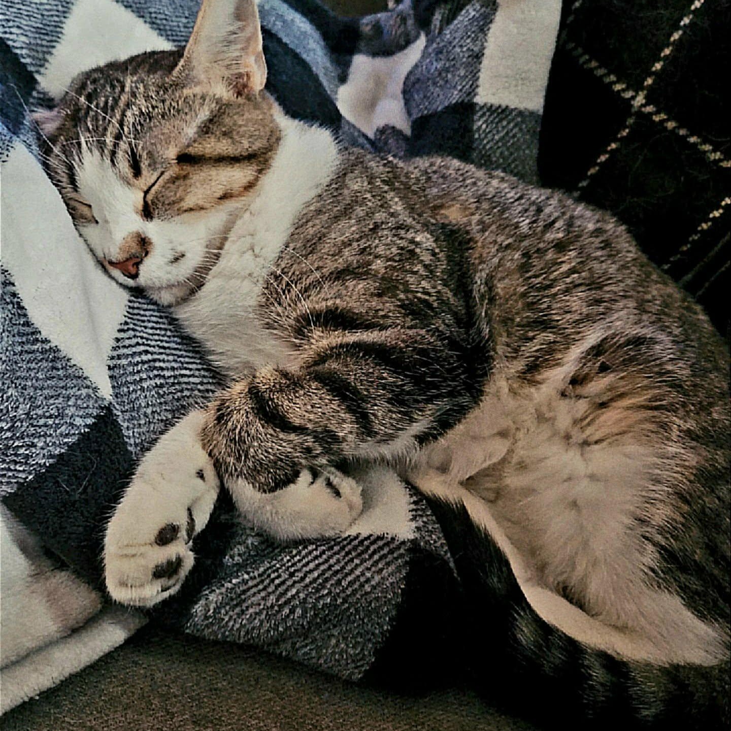 Patrick, a ADOPTABLE Domestic Short Hair in Sedalia, MO image 4/6