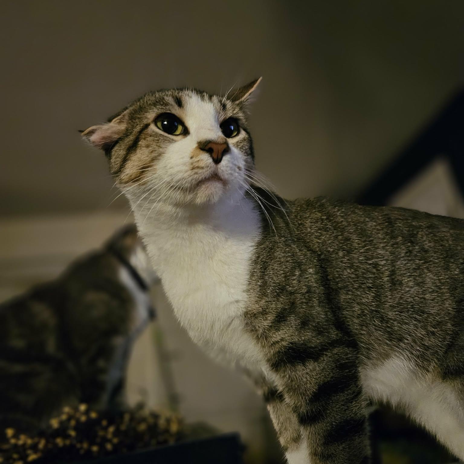 Patrick, a ADOPTABLE Domestic Short Hair in Sedalia, MO image 3/6