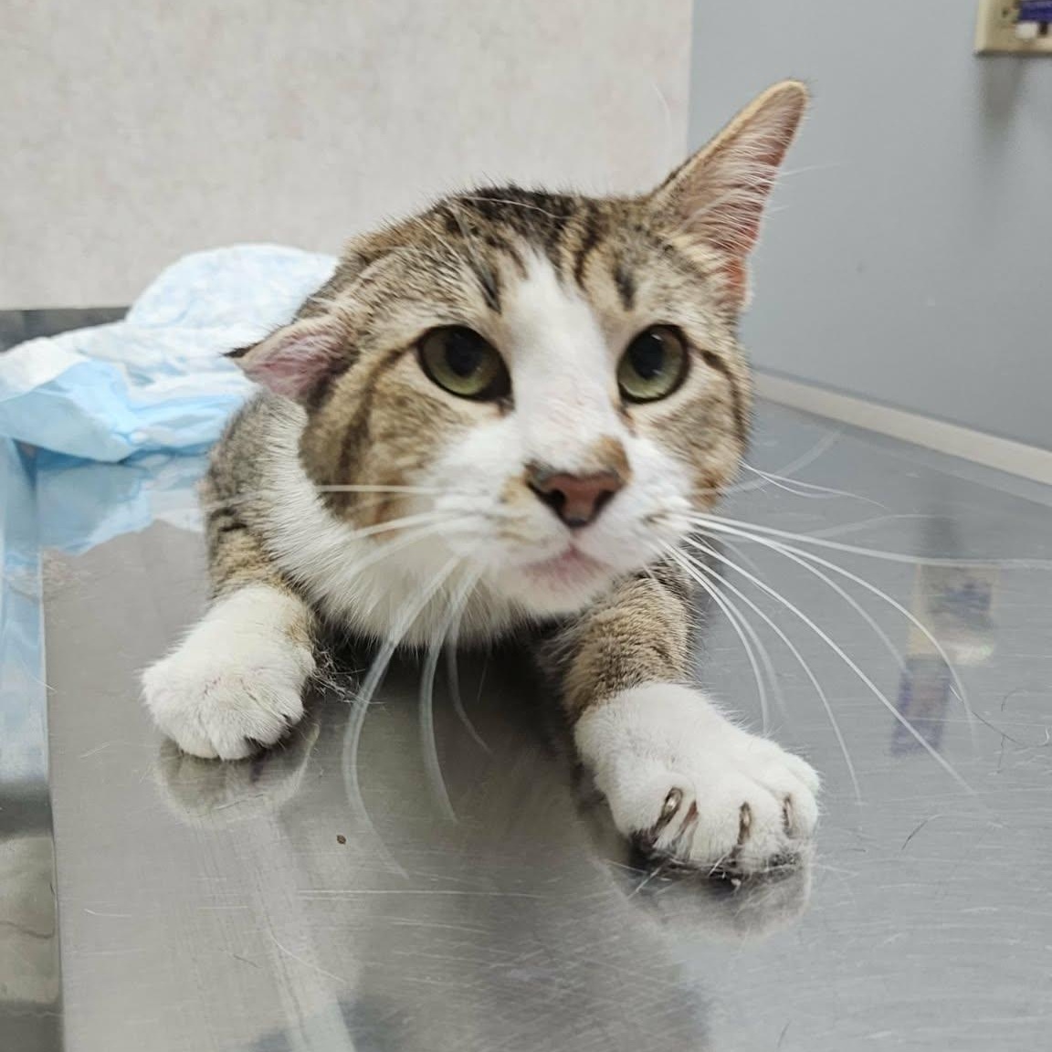 Patrick, ADOPTABLE, Adult Male Domestic Short Hair.