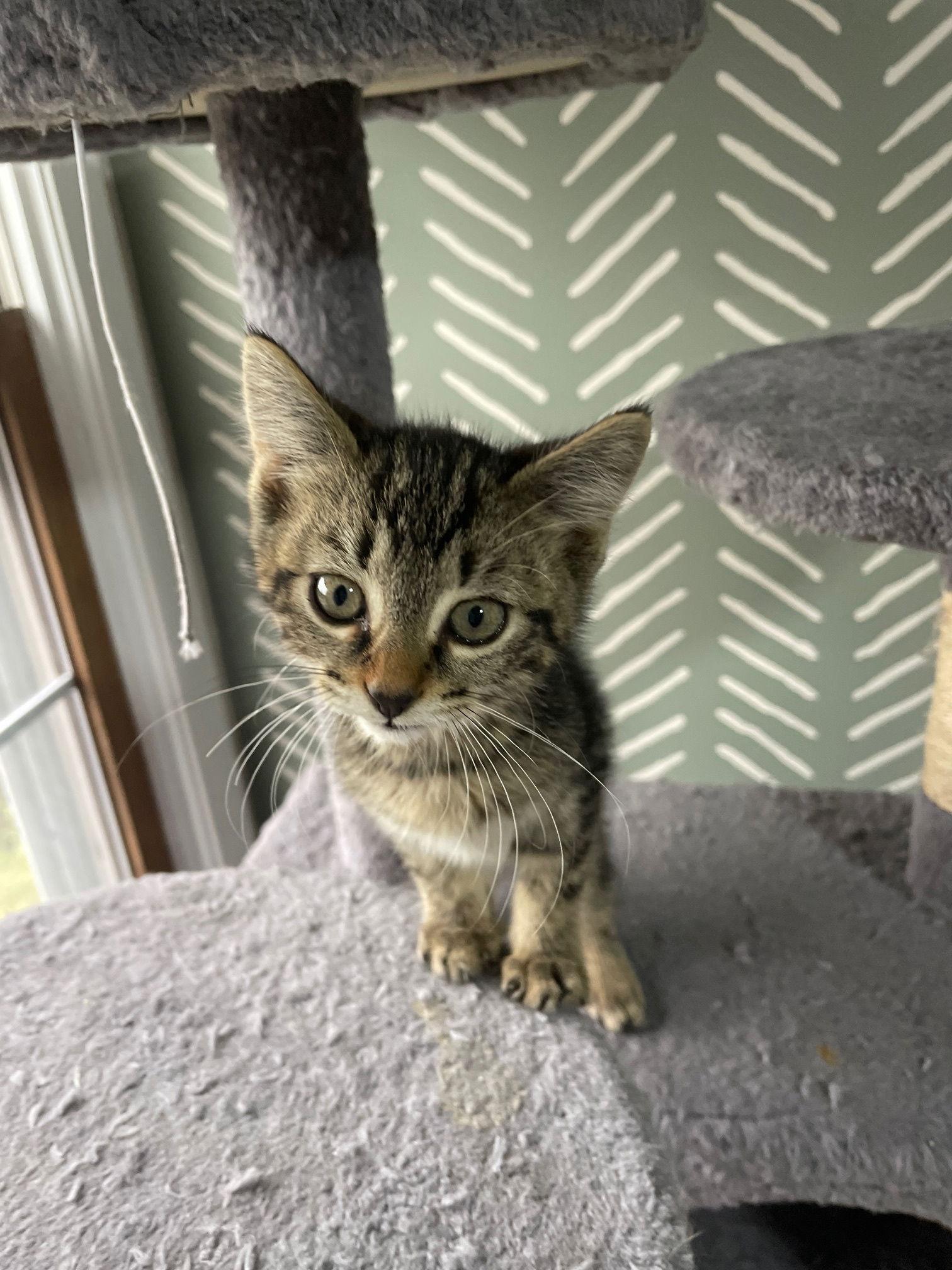 Zazu, a Adopted mixed breed in Island Lake, IL image 2/3