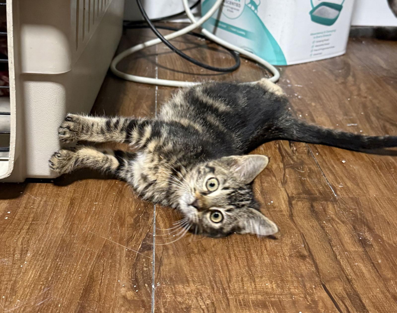 Zazu, a Adopted mixed breed in Island Lake, IL image 3/3