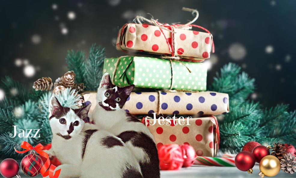 Enlarge Jazz *kitten*, a Adoptable Domestic Short Hair in Culpeper, VA image 4/4