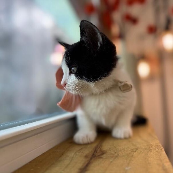 Oreo Cookie — thumbnail 2