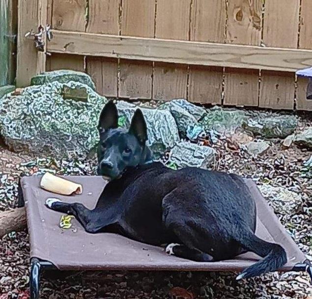 Harley, Adoptable, Adult Male Labrador Retriever & German Shepherd Dog.