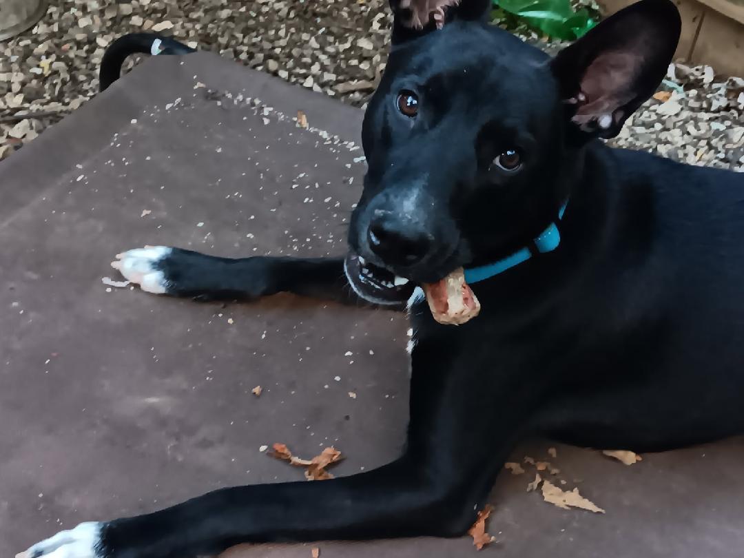 Harley, a Adoptable mixed breed in Lawrenceville, GA image 2/2