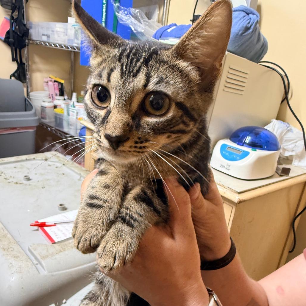 Levi, Adoptable, Young Male Domestic Short Hair.