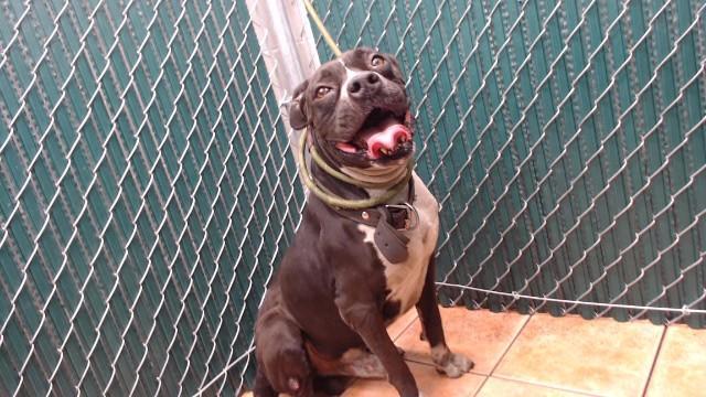 ROCKY, Adoptable, Adult Male Pit Bull Terrier.