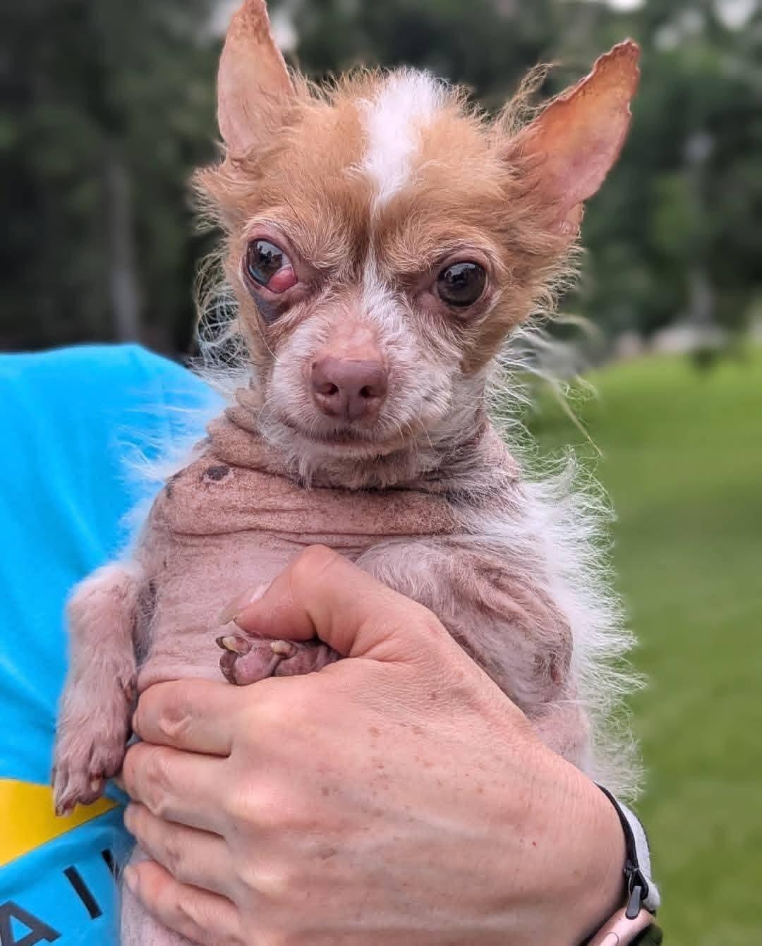 Enlarge Piccolo, a ADOPTABLE Chihuahua in Spring, TX image 4/4