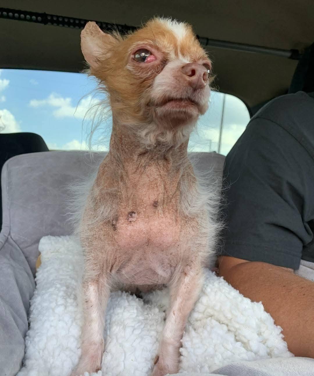 Enlarge Piccolo, a ADOPTABLE Chihuahua in Spring, TX image 2/4