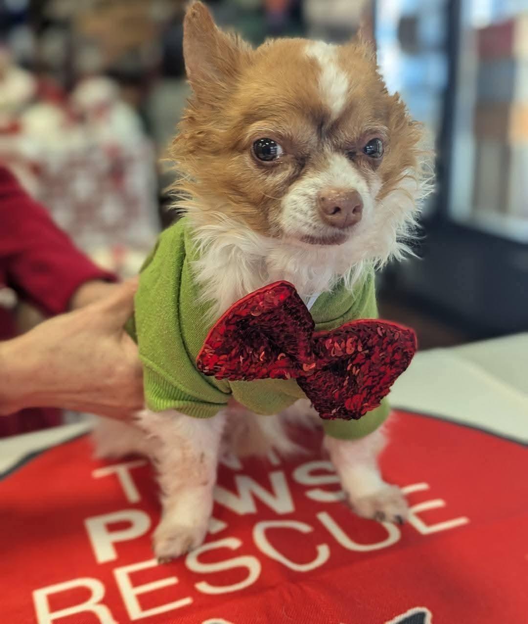 Piccolo, ADOPTABLE, Adult Male Chihuahua.