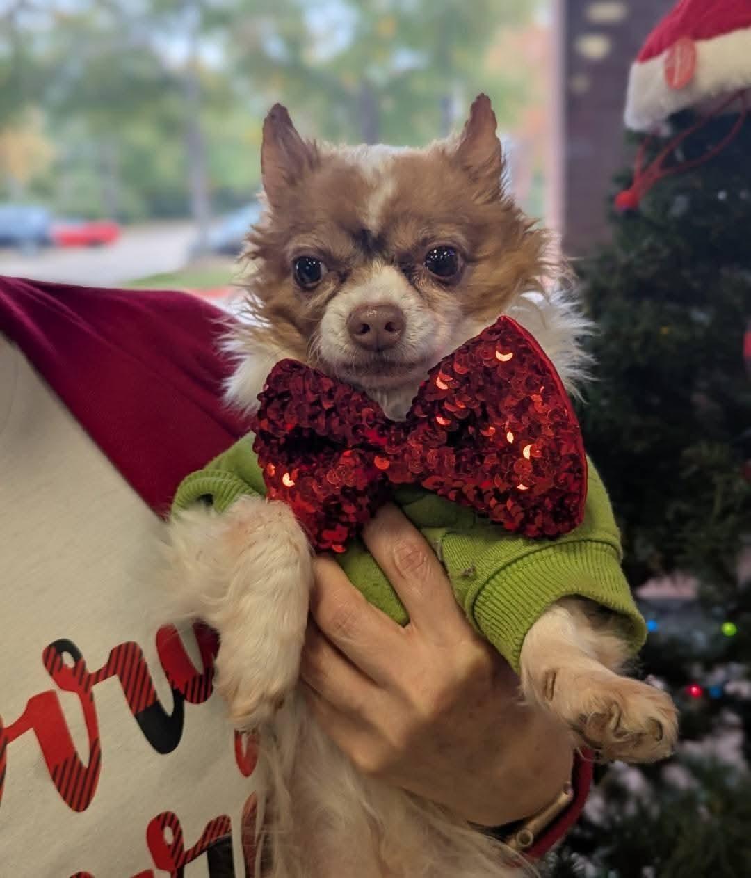 Enlarge Piccolo, a ADOPTABLE Chihuahua in Spring, TX image 3/4