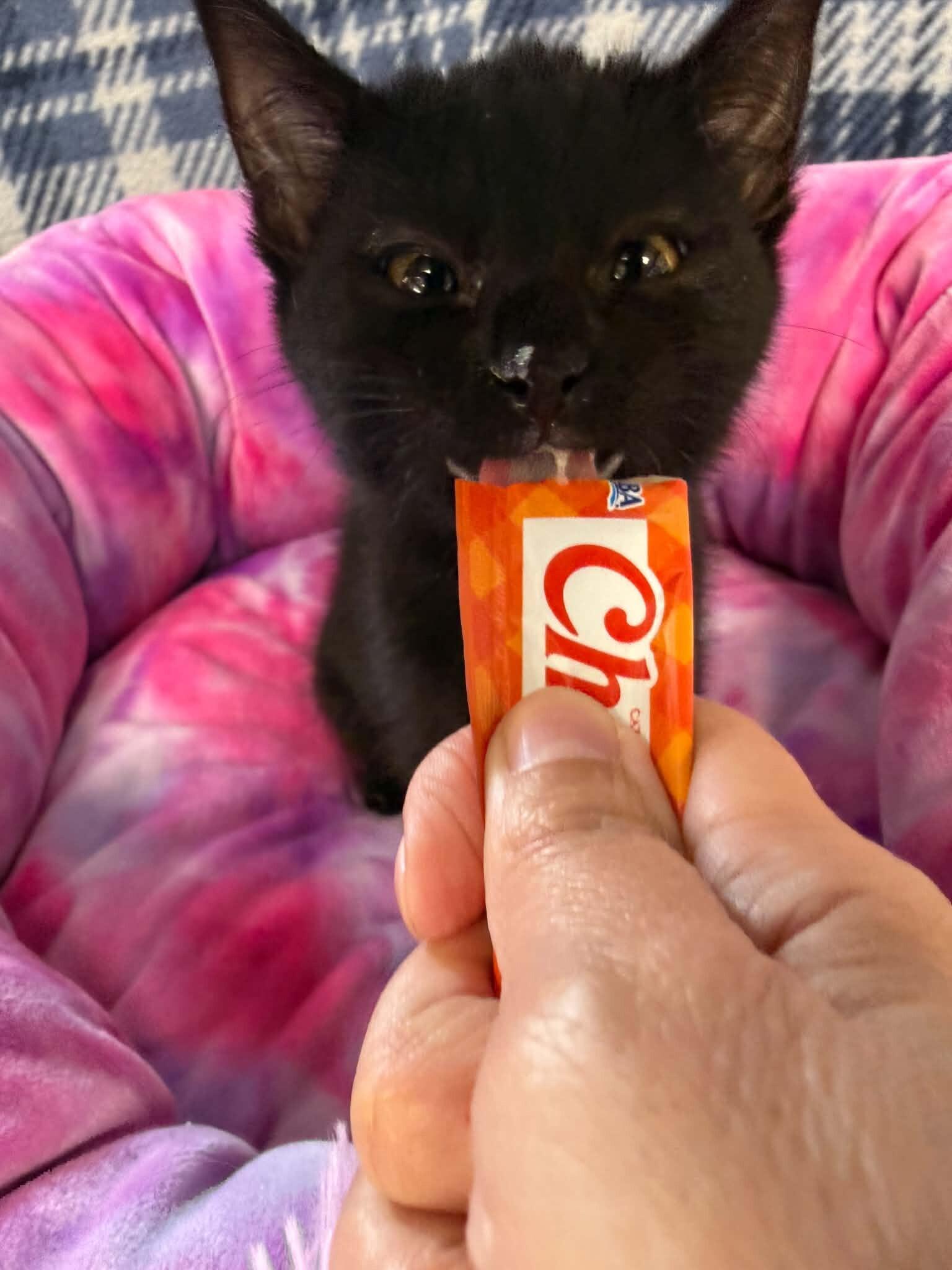 Elara, Adoptable, Kitten Female Domestic Short Hair.