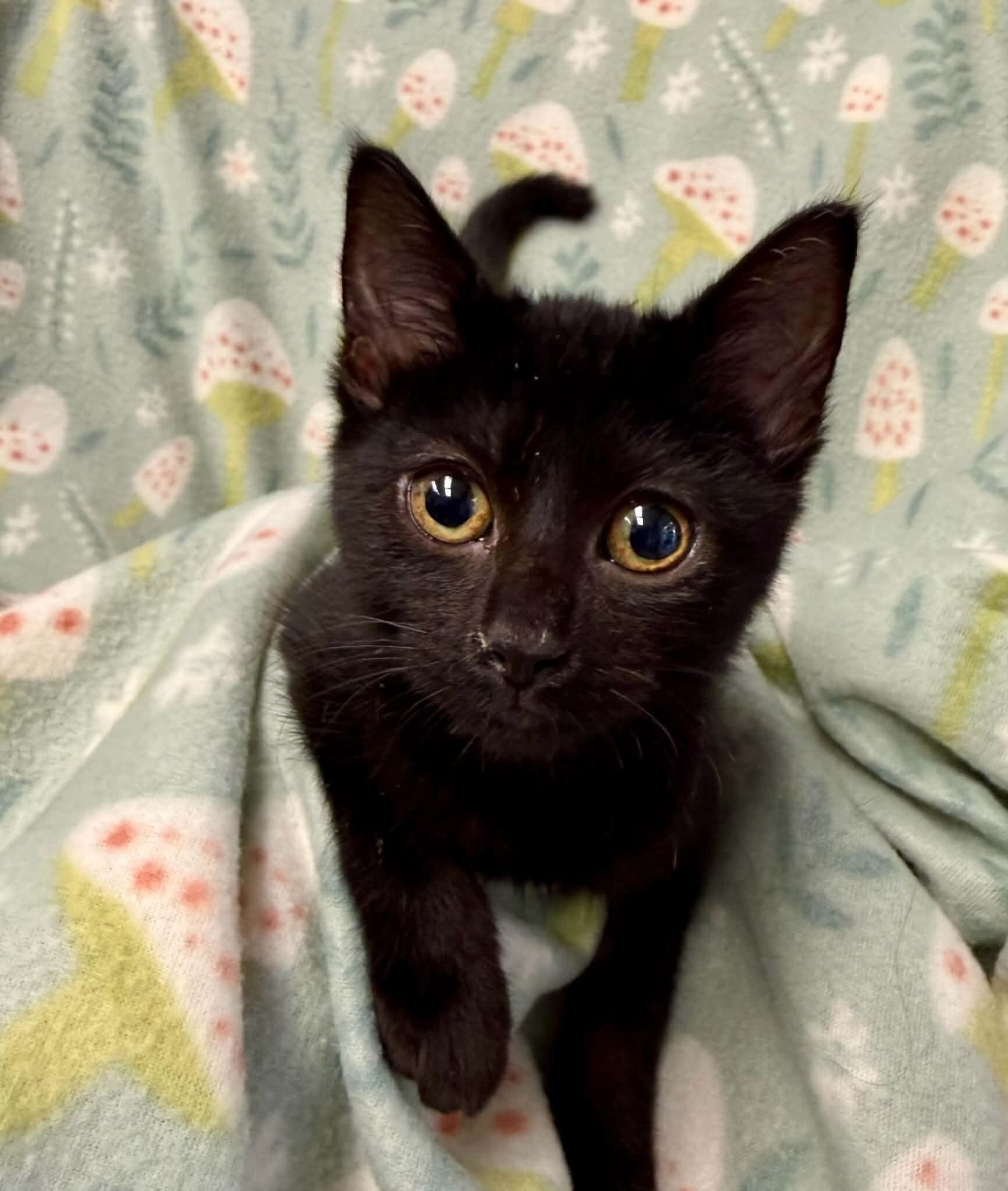Enlarge Elara, a Adoptable Domestic Short Hair in Belton, MO image 2/6