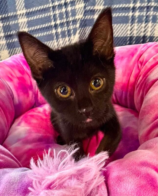 Enlarge Elara, a Adoptable Domestic Short Hair in Belton, MO image 3/6