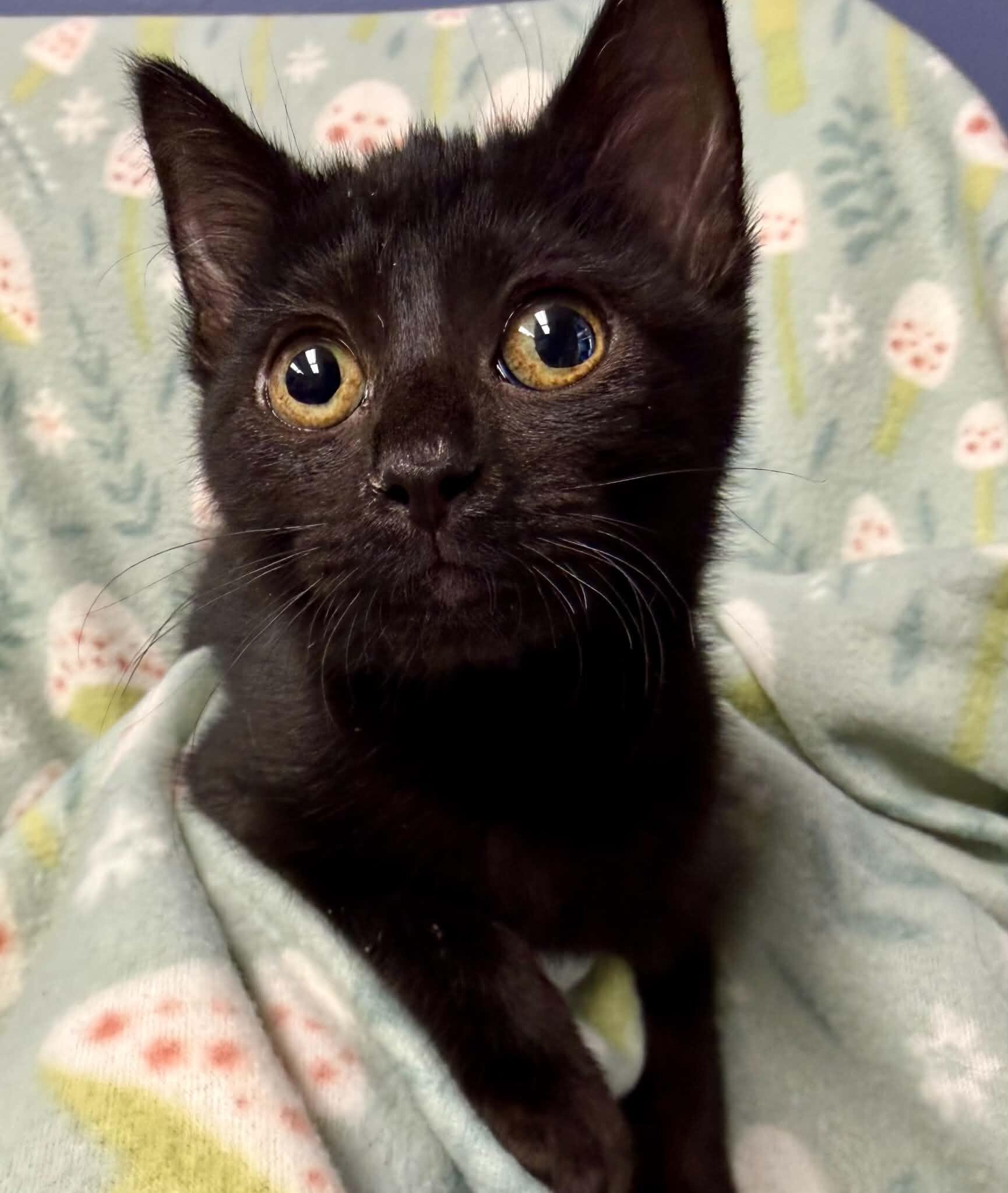 Enlarge Elara, a Adoptable Domestic Short Hair in Belton, MO image 4/6