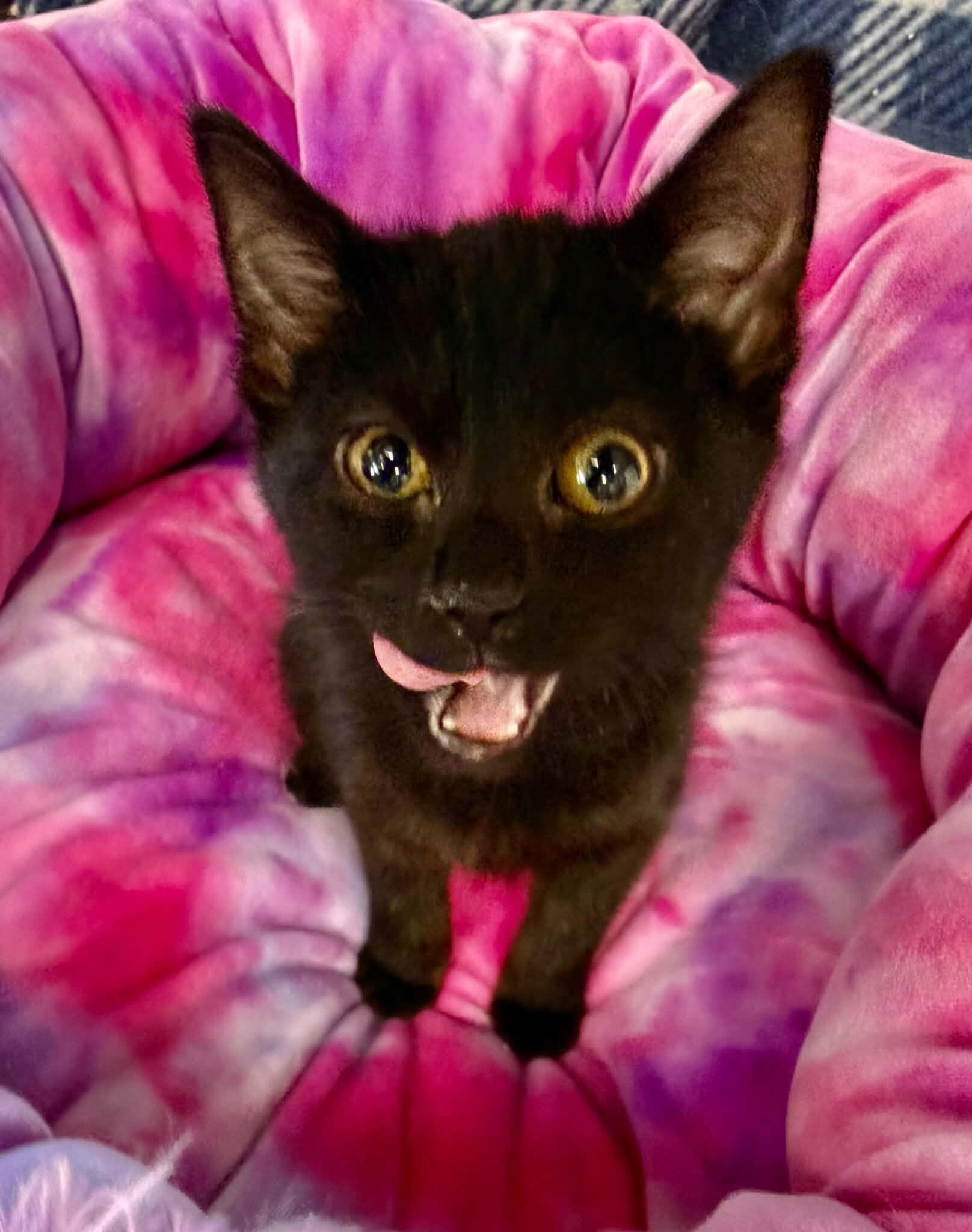 Enlarge Elara, a Adoptable Domestic Short Hair in Belton, MO image 5/6